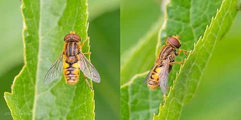 Parhelophilus versicolor  Animal,Animalia,Arthropoda,Bezden lake,Bulgaria,Diptera,Geotagged,Insect,Insecta,Parhelophilus versicolor,Spring,Syrphid fly,Syrphidae,Wildlife