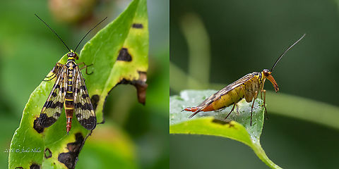 Meadow Scorpionfly - Panorpa cf. vulgaris  Animal,Animalia,Arthropoda,Bulgaria,Europe,Geotagged,Insect,Insecta,Meadow Scorpionfly,Mecoptera,Panorpa vulgaris,Panorpidae,Sofia,South park,Summer,Wildlife