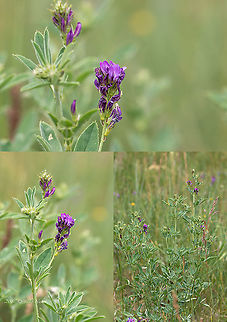 Alfalfa - Medicago sativa  Alfalfa,Bulgaria,Eudicot,Europe,Fabaceae,Fabales,Flowering Plant,Geotagged,Lucerne,Magnoliophyta,Medicago sativa,Plantae,Sofia,Spring,Wildlife