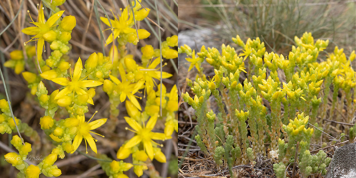 Goldmoss stonecrop - Sedum acre  Bezden lake,Biting stonecrop,Bulgaria,Crassulaceae,Eudicot,Flowering Plant,Geotagged,Goldmoss stonecrop,Magnoliophyta,Plantae,Saxifragales,Sedum acre,Spring,Stonecrop family,Wildlife