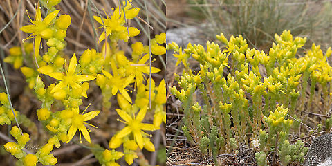 Goldmoss stonecrop - Sedum acre  Bezden lake,Biting stonecrop,Bulgaria,Crassulaceae,Eudicot,Flowering Plant,Geotagged,Goldmoss stonecrop,Magnoliophyta,Plantae,Saxifragales,Sedum acre,Spring,Stonecrop family,Wildlife