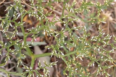 German statice - Goniolimon tataricum A very interesting plant, unfortunately, the flowers have not yet fully opened.
https://www.jungledragon.com/image/95331/german_statice_-_goniolimon_tataricum.html Bezden lake,Bulgaria,Caryophyllales,Eudicot,Europe,Flowering Plant,Geotagged,German statice,Goniolimon tataricum,Magnoliophyta,Plantae,Plumbaginaceae,Spring,Tatarian statice,Wildlife
