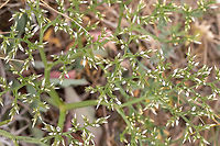 German statice - Goniolimon tataricum A very interesting plant, unfortunately, the flowers have not yet fully opened.<br />
https://www.jungledragon.com/image/95331/german_statice_-_goniolimon_tataricum.html Bezden lake,Bulgaria,Caryophyllales,Eudicot,Europe,Flowering Plant,Geotagged,German statice,Goniolimon tataricum,Magnoliophyta,Plantae,Plumbaginaceae,Spring,Tatarian statice,Wildlife