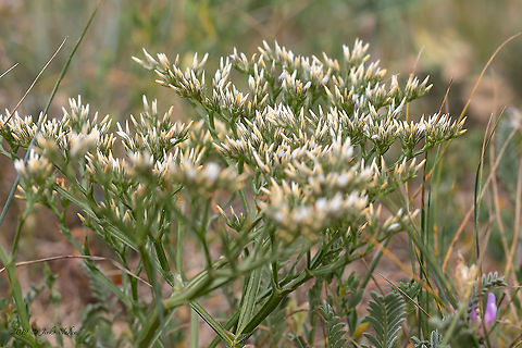 German statice - Goniolimon tataricum A very interesting plant, unfortunately, the flowers have not yet fully opened.
https://www.jungledragon.com/image/95330/german_statice_-_goniolimon_tataricum.html Bezden lake,Bulgaria,Caryophyllales,Eudicot,Europe,Flowering Plant,Geotagged,German statice,Goniolimon tataricum,Magnoliophyta,Plantae,Plumbaginaceae,Spring,Tatarian statice,Wildlife
