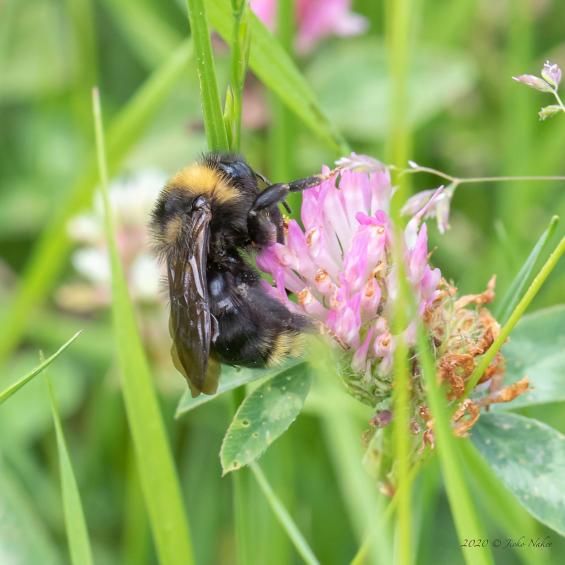 Forest cuckoo bumblebee - Bombus cf. sylvestris I&#039;m not sure about the identification of the species. Due to the lack of a yellow band on the abdomen, I tend to believe that it is after all Bombus sylvestris. Animal,Animalia,Apidae,Apoidea,Arthropoda,Bombus sylvestris,Bulgaria,Europe,Forest cuckoo bumblebee,Geotagged,Hymenoptera,Insect,Insecta,Pchelina dam,Pernik,Spring,Wildlife