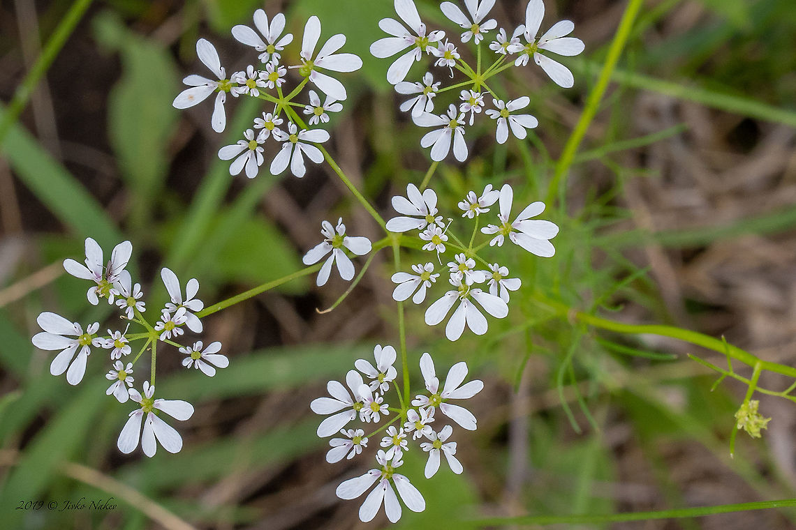 Wild bishop - Bifora radians <figure class="photo"><a href="https://www.jungledragon.com/image/95389/wild_bishop_-_bifora_radians.html" title="Wild bishop - Bifora radians"><img src="https://s3.amazonaws.com/media.jungledragon.com/images/1332/95389_thumb.jpg?AWSAccessKeyId=05GMT0V3GWVNE7GGM1R2&Expires=1769040010&Signature=n1E4irjHXnEQDQbPvfsetQ%2FYJgk%3D" width="102" height="152" alt="Wild bishop - Bifora radians https://www.jungledragon.com/image/95388/wild_bishop_-_bifora_radians.html Apiaceae,Apiales,Bifora radians,Bulgaria,Celery,Eudicot,Europe,Flowering Plant,Geotagged,Magnoliophyta,Plantae,Sofia,Spring,Wild bishop,Wildlife" /></a></figure> Apiaceae,Apiales,Bifora radians,Bulgaria,Celery,Eudicot,Europe,Flowering Plant,Geotagged,Magnoliophyta,Plantae,Sofia,Spring,Wild bishop,Wildlife