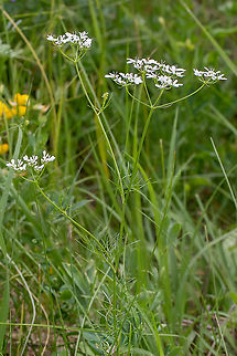 Wild bishop - Bifora radians https://www.jungledragon.com/image/95388/wild_bishop_-_bifora_radians.html Apiaceae,Apiales,Bifora radians,Bulgaria,Celery,Eudicot,Europe,Flowering Plant,Geotagged,Magnoliophyta,Plantae,Sofia,Spring,Wild bishop,Wildlife