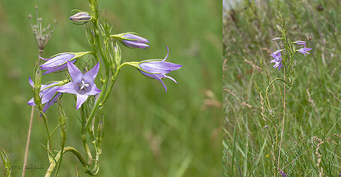 Campanula patula - Spreading bellflower  Asterales,Bulgaria,Campanula patula,Campanulaceae,Eudicot,Europe,Flowering Plant,Geotagged,Magnoliophyta,Plantae,Sofia,Spreading bellflower,Spring,Wildlife