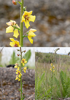 Moth mullein - Verbascum blattaria  Bulgaria,Eudicot,Europe,Flowering Plant,Geotagged,Lamiales,Magnoliophyta,Moth mullein,Plantae,Scrophulariaceae,Sofia,Spring,Verbascum blattaria,Wildlife
