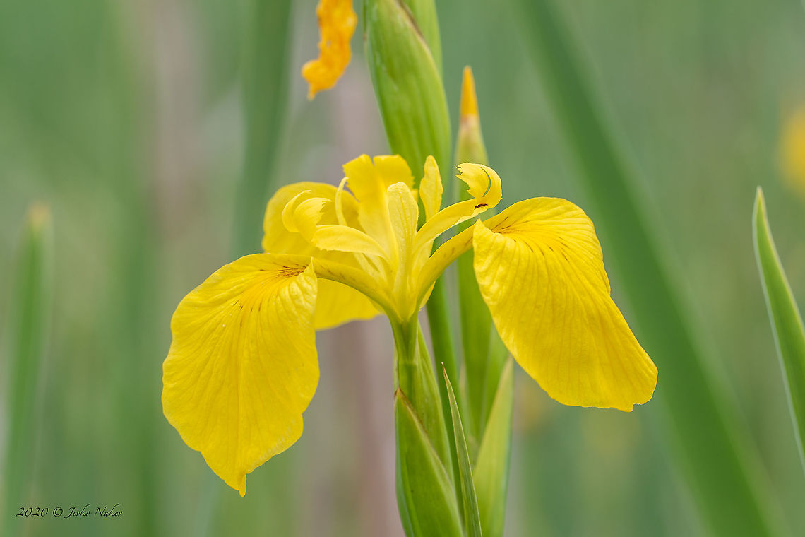 Yellow iris - Iris pseudacorus  Asparagales,Bulgaria,Europe,Flowering Plant,Geotagged,Iridaceae,Iris pseudacorus,Magnoliophyta,Monocot,Pchelina dam,Pernik,Plantae,Spring,Wildlife,Yellow flag,Yellow iris