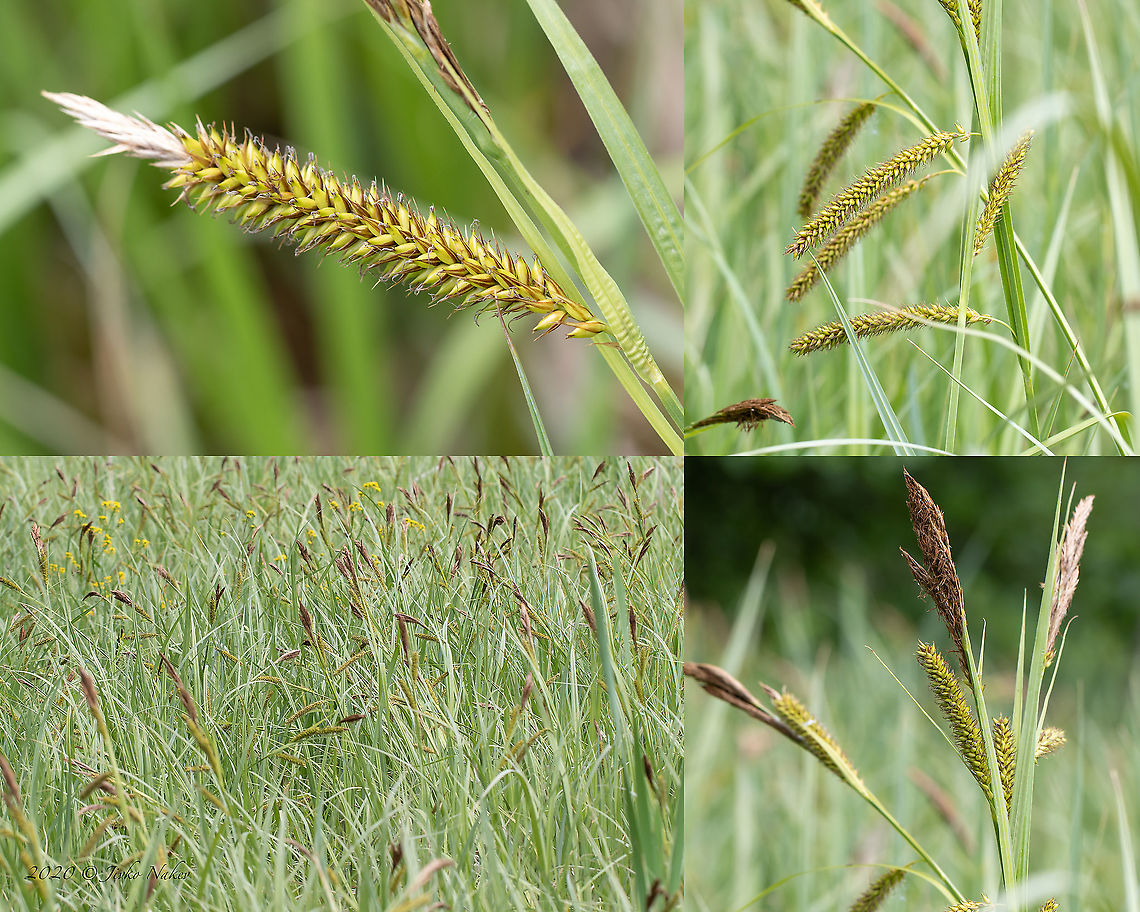 Greater pond sedge - Carex riparia  Bulgaria,Carex riparia,Cyperaceae,Europe,Flowering Plant,Geotagged,Greater pond sedge,Magnoliophyta,Monocot,Pchelina dam,Pernik,Plantae,Poales,Spring,Wildlife