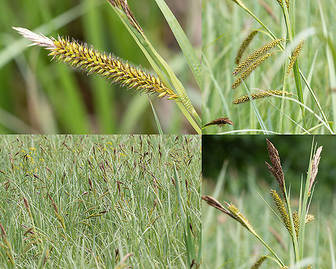 Greater pond sedge