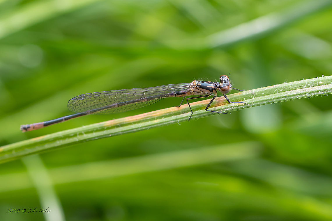 Red-eyed damselfly - young male - Erythromma najas  Animal,Animalia,Arthropoda,Bezden lake,Bulgaria,Coenagrionidae,Damselfly,Erythromma najas,Europe,Geotagged,Insect,Insecta,Odonata,Red-eyed damselfly,Spring,Wildlife