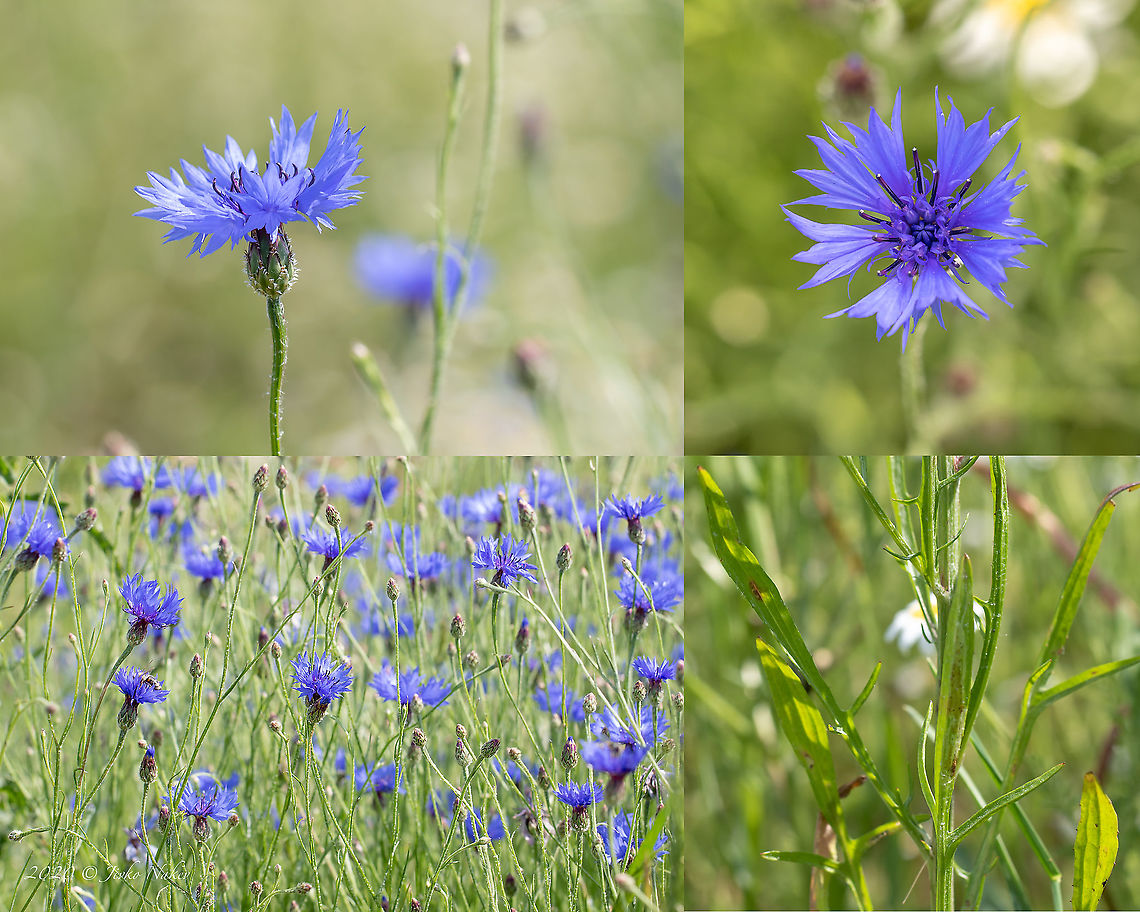 Cornflower - Centaurea cyanus  Asteraceae,Asterales,Bachelor's button,Bachelors button,Bulgaria,Centaurea cyanus,Cornflower,Eudicot,Europe,Flowering Plant,Geotagged,Ihtimanska Sredna Gora,Magnoliophyta,Plantae,Spring,Sredna Gora mountain,Wildlife
