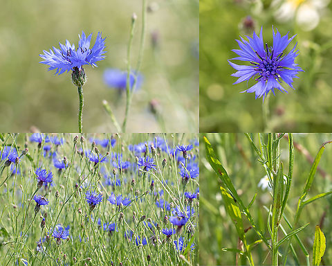 Cornflower