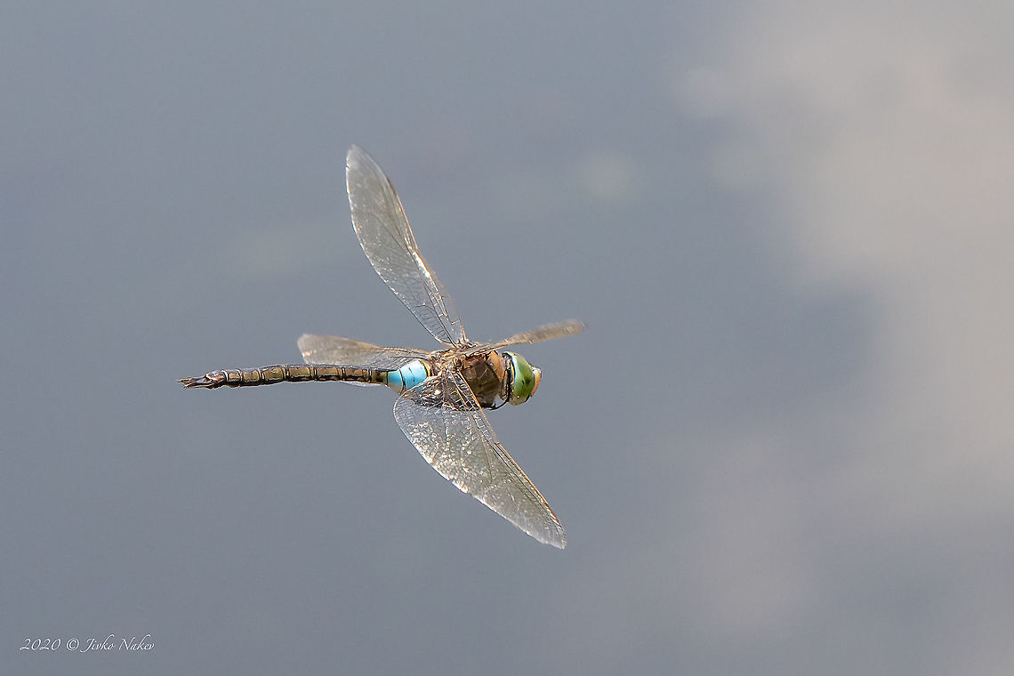 Lesser emperor dragonfly - Anax parthenope  Aeshnidae,Anax parthenope,Animal,Animalia,Arthropoda,Bulgaria,Dragonfly,Europe,Geotagged,Ihtimanska Sredna Gora,Insect,Insecta,Lesser emperor,Odonata,Spring,Sredna Gora mountain,Wildlife