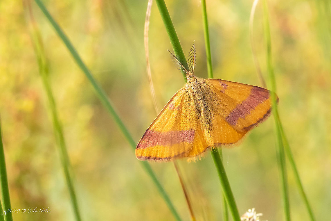 Purple-barred Yellow male - Lythria cruentaria  Animal,Animalia,Arthropoda,Bulgaria,Dinkata lake,Europe,Geometer moth,Geometridae,Geotagged,Insect,Insecta,Lepidoptera,Lythria cruentaria,Pazardzhik,Purple-barred yellow,Spring,Wildlife