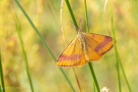 Purple-barred Yellow male - Lythria cruentaria  Animal,Animalia,Arthropoda,Bulgaria,Dinkata lake,Europe,Geometer moth,Geometridae,Geotagged,Insect,Insecta,Lepidoptera,Lythria cruentaria,Pazardzhik,Purple-barred yellow,Spring,Wildlife