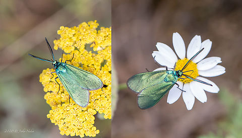 Cistus forester male - Adscita cf. geryon Determining the species is quite difficult. The other two very similar species are Jordanita globulariae and Adscita statices. The wingspan of this specimen was about 21-22 mm. I tend to believe that the species is rather Adscita geryon based on the size, the information that the species was registered in this area and that it feeds on nectar from plants of Asteraceae family. 
https://lepidoptera.eu/species/831 Adscita geryon,Animal,Animalia,Arthropoda,Bulgaria,Burnet moth,Cistus forester,Dinkata lake,Europe,Forester moth,Geotagged,Insect,Insecta,Lepidoptera,Pazardzhik,Spring,Wildlife,Zygaenidae