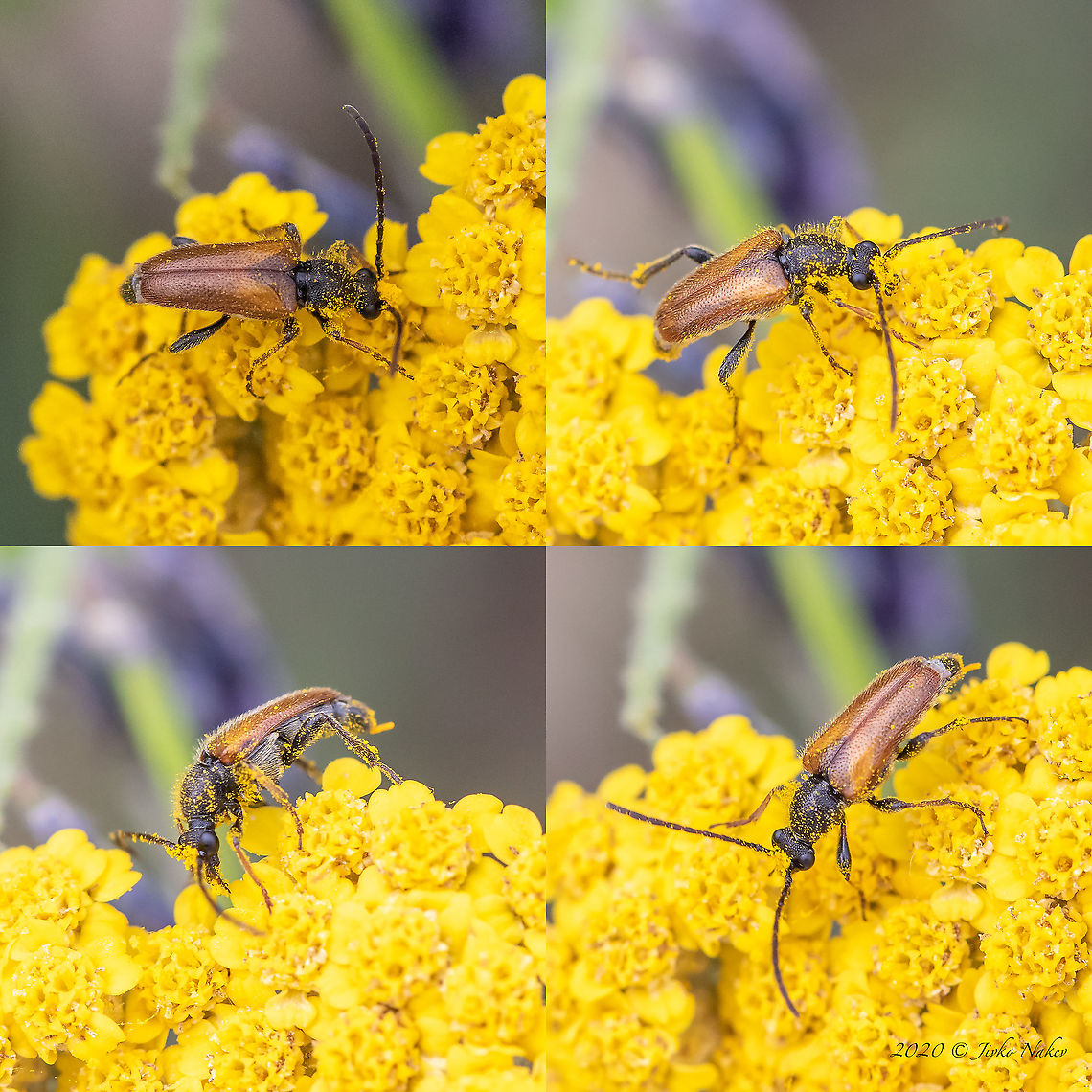 Pseudovadonia livida  Animal,Animalia,Arthropoda,Bulgaria,Cerambycidae,Coleoptera,Europe,Geotagged,Insect,Insecta,Pazardzhik,Pseudovadonia livida,Spring,Wildlife