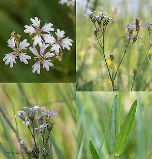 Silene subintegra  Bulgaria,Caryophyllaceae,Caryophyllales,Dinkata lake,Eudicot,Europe,Flowering Plant,Geotagged,Lychnis flos-cuculi subsp. subintegra,Lychnis subintegra,Magnoliophyta,Pazardzhik,Plantae,Silene subintegra,Spring,Wildlife