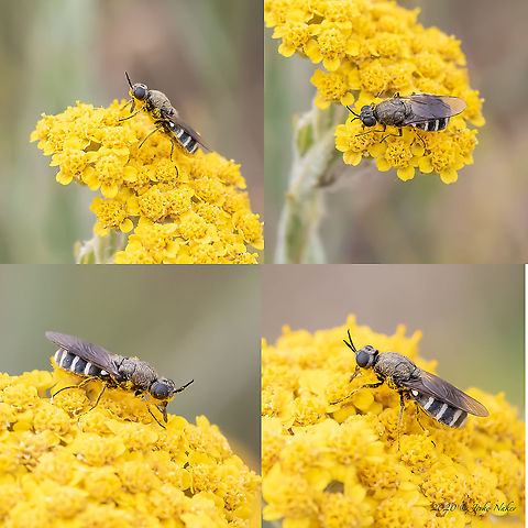 Lasiopa villosa feeding nektar on Achillea clypeolata  Animal,Animalia,Arthropoda,Bulgaria,Dinkata lake,Diptera,Europe,Geotagged,Insect,Insecta,Lasiopa villosa,Pazardzhik,Soldier fly,Spring,Stratiomyidae,Wildlife