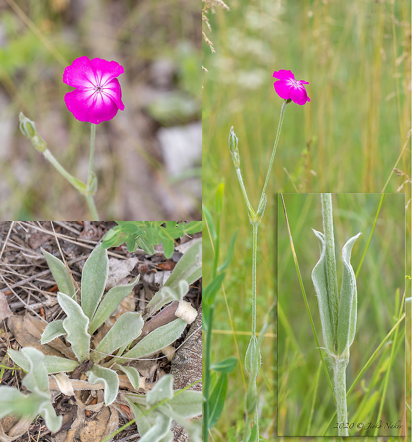 Rose campion - Silene coronaria Lychnis coronaria Bulgaria,Caryophyllaceae,Caryophyllales,Dinkata lake,Eudicot,Europe,Flowering Plant,Geotagged,Lychnis coronaria,Magnoliophyta,Pazardzhik,Plantae,Rose campion,Silene coronaria,Spring,Wildlife
