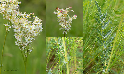 Fern-leaf dropwort - Filipendula vulgaris  Bulgaria,Dropwort,Filipendula vulgaris,Geotagged,Spring
