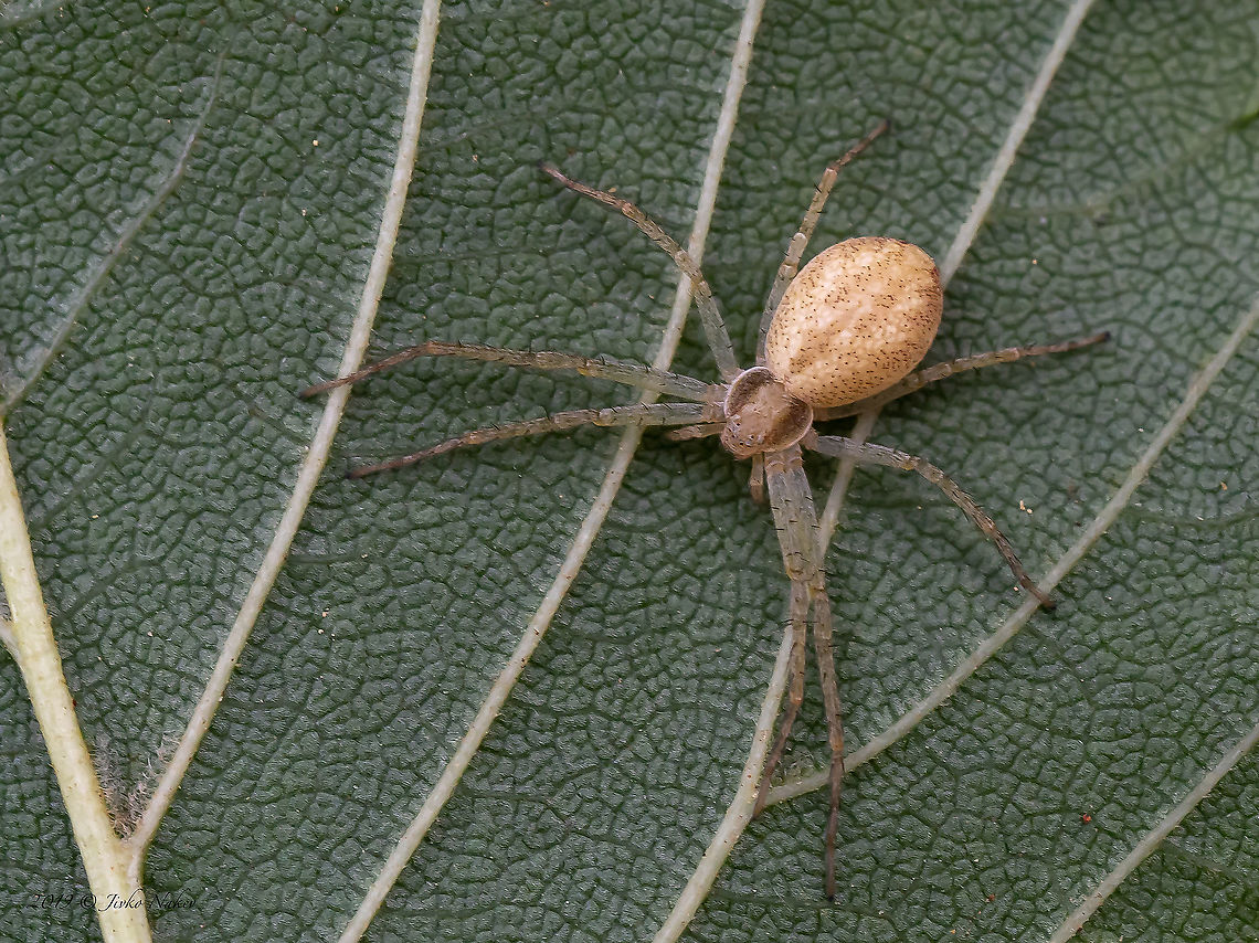 Philodromus albidus  Animal,Animalia,Arachnida,Araneae,Arthropoda,Bulgaria,Geotagged,Philodromidae,Philodromus albidus,Spring,Wildlife