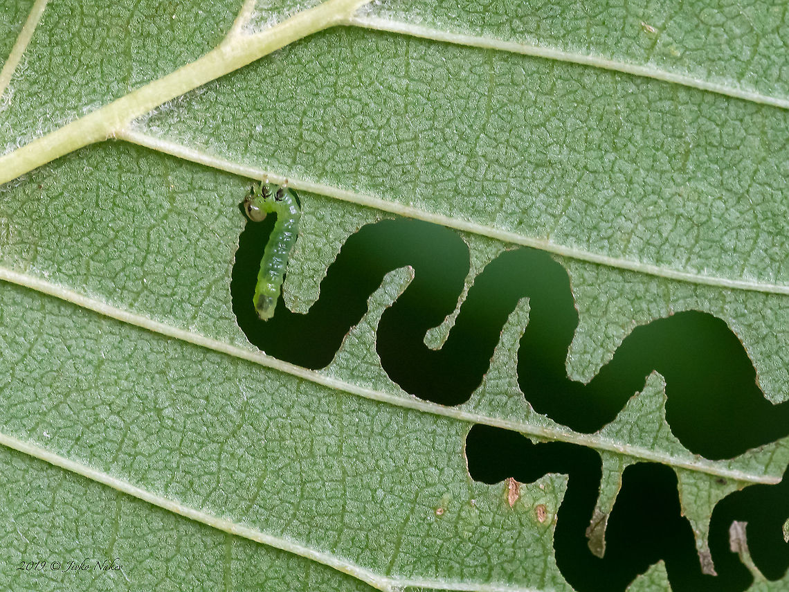 Elm Zigzag Sawfly larva - Aproceros leucopoda Invasive species. An abstract from a study, published in the European Journal of Entomology in 2010. <br />
<br />
&quot;An invasive sawfly Aproceros leucopoda Takeuchi, 1939, which originates from East Asia, has colonized elms (Ulmus spp.) in Austria, Hungary, Poland, Romania, Slovakia and Ukraine, at least since 2003. In Europe, the larvae can completely defoliate native and non-native elm trees and may cause at least partial dieback. Field observations indicate that elms are infested independently of their age and site characteristics. The life cycle of A. leucopoda is described based on material reared in Hokkaido, Japan. <br />
Parthenogenetic reproduction, the short life cycle of summer generations and the ability to produce four generations per year result in the production of numerous progeny. The evolution of a seasonal dimorphism in head morphology, a simple cocoon that is attached directly to the host plant and a short period spent in the cocoon stage during summer, are putative apomorphies shared by Aproceros Takeuchi, 1939 and Aprosthema Konow, 1899. These traits reduce developmental costs and contribute to the proliferation of A. leucopoda. No specialized parasitoid, that can effectively reduce outbreaks of this species, is known. It is likely that this pest will spread into central and south-western Europe.&quot; Animal,Animalia,Aproceros leucopoda,Argidae,Arthropoda,Bulgaria,Elm Zigzag Sawfly,Elm zigzag sawfly,Europe,Geotagged,Hymenoptera,Insect,Insecta,Invasive species,Sofia,South park,Spring,Wildlife