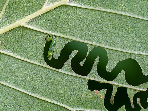 Elm Zigzag Sawfly larva - Aproceros leucopoda Invasive species. An abstract from a study, published in the European Journal of Entomology in 2010. 

"An invasive sawfly Aproceros leucopoda Takeuchi, 1939, which originates from East Asia, has colonized elms (Ulmus spp.) in Austria, Hungary, Poland, Romania, Slovakia and Ukraine, at least since 2003. In Europe, the larvae can completely defoliate native and non-native elm trees and may cause at least partial dieback. Field observations indicate that elms are infested independently of their age and site characteristics. The life cycle of A. leucopoda is described based on material reared in Hokkaido, Japan. 
Parthenogenetic reproduction, the short life cycle of summer generations and the ability to produce four generations per year result in the production of numerous progeny. The evolution of a seasonal dimorphism in head morphology, a simple cocoon that is attached directly to the host plant and a short period spent in the cocoon stage during summer, are putative apomorphies shared by Aproceros Takeuchi, 1939 and Aprosthema Konow, 1899. These traits reduce developmental costs and contribute to the proliferation of A. leucopoda. No specialized parasitoid, that can effectively reduce outbreaks of this species, is known. It is likely that this pest will spread into central and south-western Europe." Animal,Animalia,Aproceros leucopoda,Argidae,Arthropoda,Bulgaria,Elm Zigzag Sawfly,Elm zigzag sawfly,Europe,Geotagged,Hymenoptera,Insect,Insecta,Invasive species,Sofia,South park,Spring,Wildlife