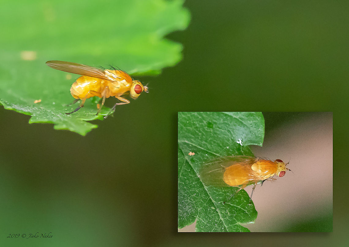 Sapromyza cf. obsoleta Probably Sapromyza obsoleta. About 5 mm. Animal,Animalia,Arthropoda,Bulgaria,Diptera,Europe,Geotagged,Insect,Insecta,Lauxaniidae,Sapromyza obsoleta,Sofia,South park,Spring,Wildlife