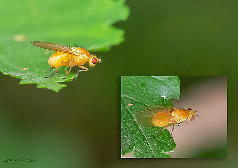 Sapromyza cf. obsoleta Probably Sapromyza obsoleta. About 5 mm. Animal,Animalia,Arthropoda,Bulgaria,Diptera,Europe,Geotagged,Insect,Insecta,Lauxaniidae,Sapromyza obsoleta,Sofia,South park,Spring,Wildlife