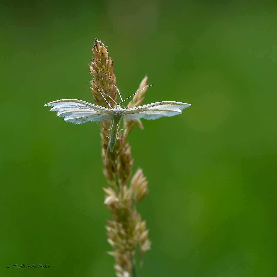 White plume moth - Pterophorus pentadactyla  Animal,Animalia,Arthropoda,Bulgaria,Europe,Geotagged,Insect,Insecta,Lepidoptera,Pterophoridae,Pterophorus pentadactyla,Sofia,South park,Spring,White plume moth,Wildlife