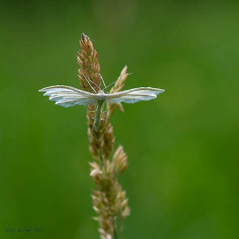 White plume moth - Pterophorus pentadactyla  Animal,Animalia,Arthropoda,Bulgaria,Europe,Geotagged,Insect,Insecta,Lepidoptera,Pterophoridae,Pterophorus pentadactyla,Sofia,South park,Spring,White plume moth,Wildlife