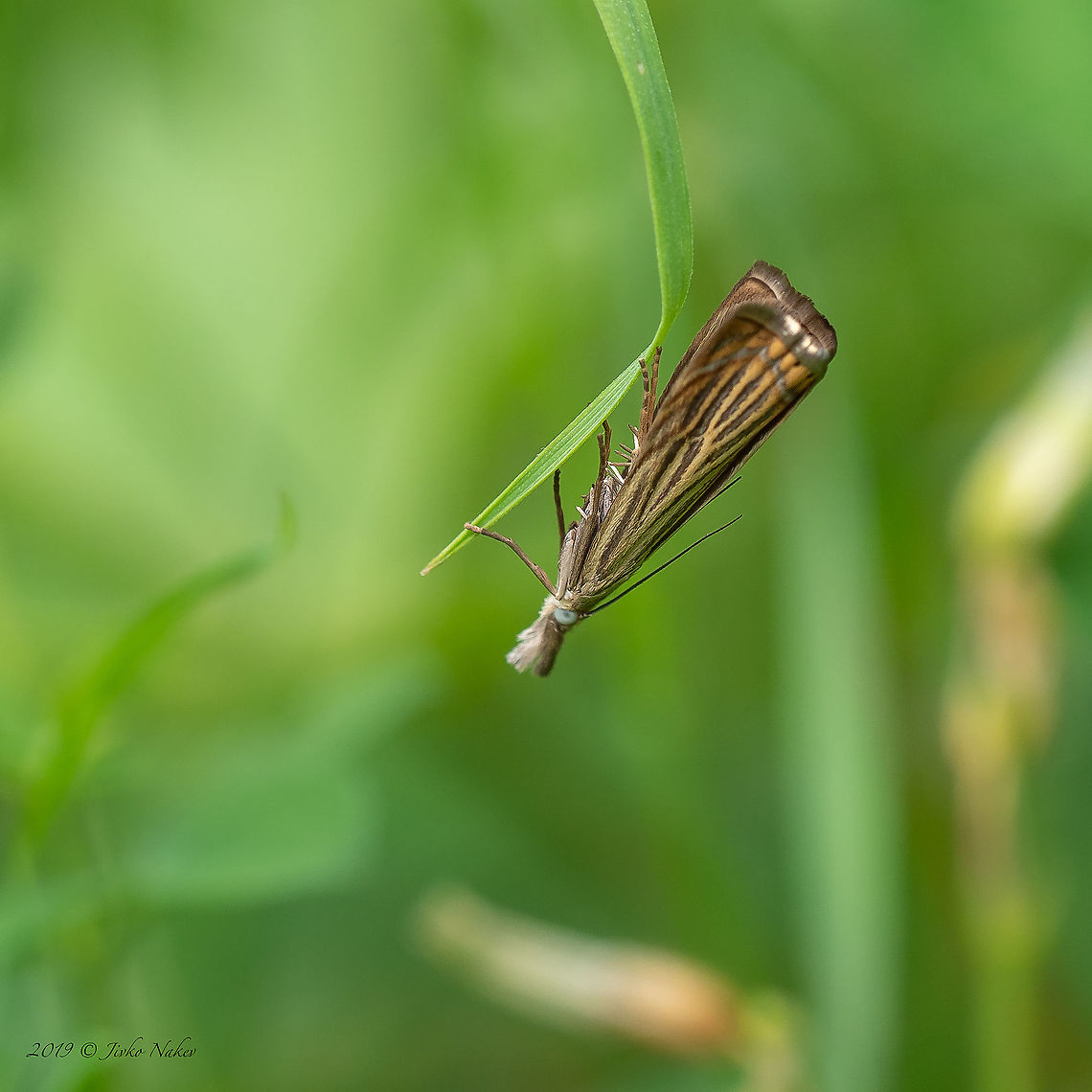 Garden grass-veneer - Chrysoteuchia culmella  Animal,Animalia,Arthropoda,Bulgaria,Chrysoteuchia culmella,Crambidae,Europe,Garden Grass-veneer,Garden grass-veneer,Geotagged,Insect,Insecta,Lepidoptera,Sofia,South park,Spring,Wildlife