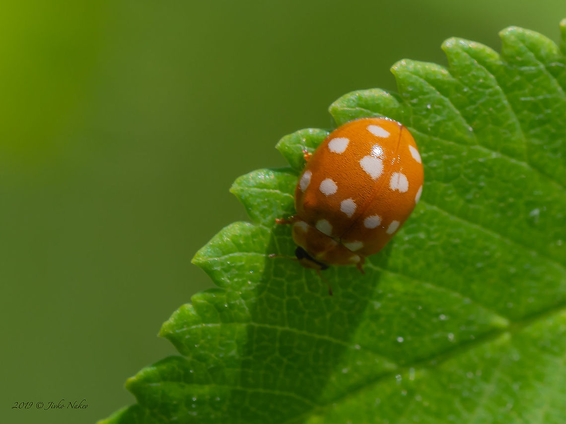 Cream-spot ladybird - Calvia quatuordecimguttata  Animal,Animalia,Arthropoda,Bakardere Dam,Bulgaria,Calvia quatuordecimguttata,Coccinellidae,Coleoptera,Cream-spot Ladybird,Cream-spot ladybird,Europe,Geotagged,Insect,Insecta,Ladybug,Sofia,Summer,Wildlife