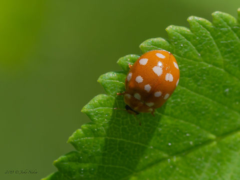Cream-Spot Ladybird
