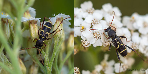 Clytus rhamni At a small dam about 50 km from Sofia - Bakardere, cute wasp mimicking beetles feeding on yarrow - Achillea millefolium. Female on left, male on right. Animal,Animalia,Arthropoda,Bakardere Dam,Bulgaria,Cerambycidae,Clytus rhamni,Coleoptera,Europe,Geotagged,Insect,Insecta,Longhorn beetle,Sofia,Summer,Wildlife