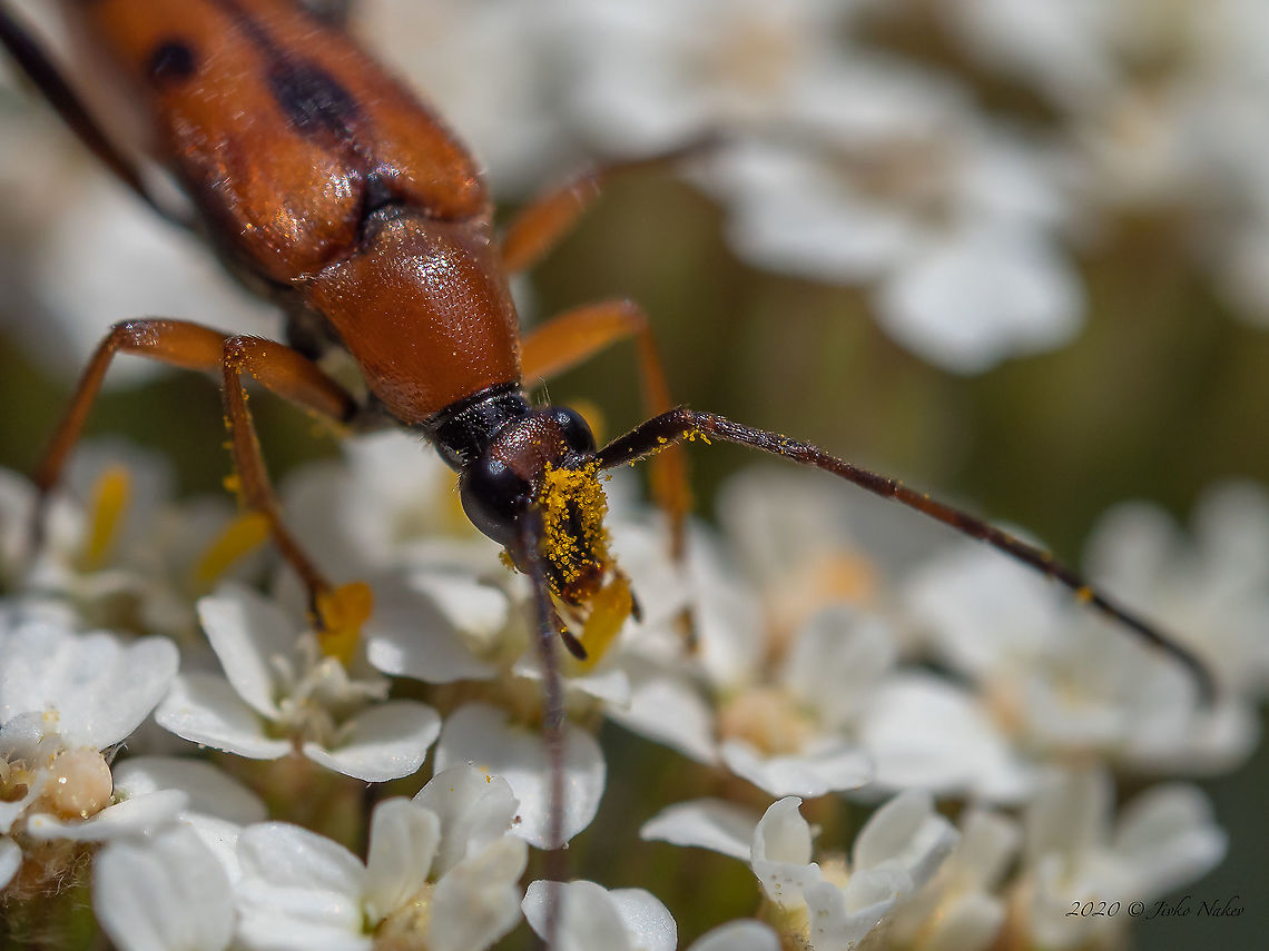 Seven-spotted longhorn flower beetle - Stenurella septempunctata  Animal,Animalia,Arthropoda,Bakardere Dam,Bulgaria,Cerambycidae,Coleoptera,Europe,Geotagged,Insect,Insecta,Longhorn beetle,Seven-spotted longhorn flower beetle,Sofia,Stenurella septempunctata,Summer,Wildlife