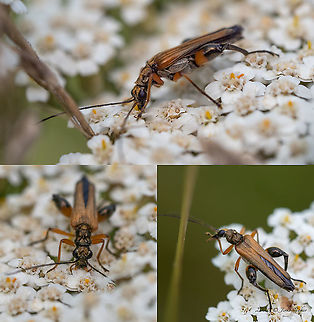 Species of False Blister Beetles - Oedemera podagrariae - male Feeding on yarrow - Achillea millefolium Animal,Animalia,Arthropoda,Bakardere Dam,Bulgaria,Coleoptera,Europe,False blister beetle,Geotagged,Insect,Insecta,Oedemera podagrariae,Oedemeridae,Sofia,Summer,Wildlife