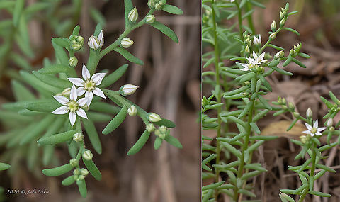 Spanish stonecrop - Sedum hispanicum  Bakardere Dam,Bulgaria,Crassulaceae,Eudicot,Europe,Flowering Plant,Geotagged,Magnoliophyta,Plantae,Saxifragales,Sedum hispanicum,Sofia,Spanish stonecrop,Stonecrop family,Summer,Wildlife