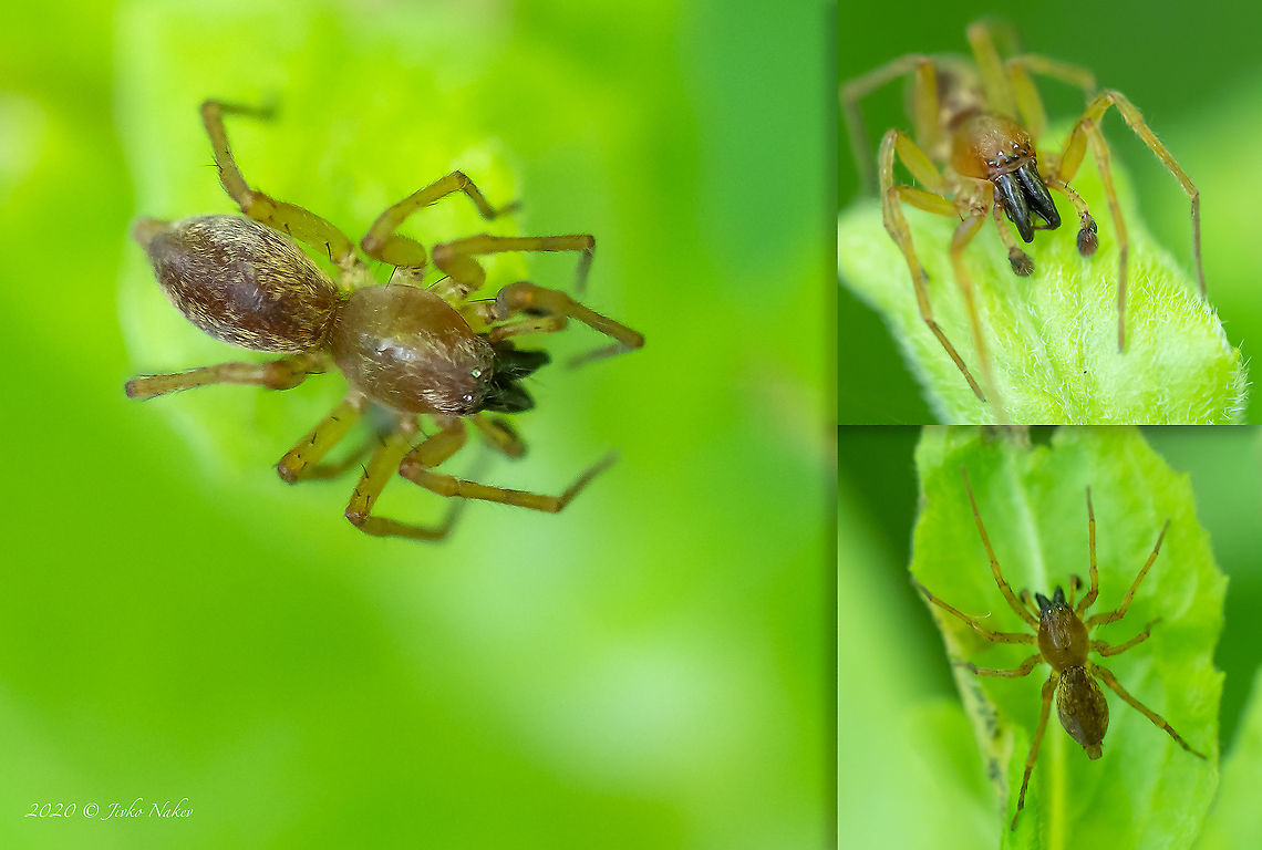 Clubiona cf. lutescens Unfortunately not the best photos. Small, about 5-6 mm. Not too cooperative to pose! Identification is a bit tentative. Not 100% sure!<br />
 Bulgaria,Clubiona lutescens,Geotagged,Summer