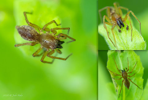 Clubiona cf. lutescens Unfortunately not the best photos. Small, about 5-6 mm. Not too cooperative to pose! Identification is a bit tentative. Not 100% sure!
 Bulgaria,Clubiona lutescens,Geotagged,Summer