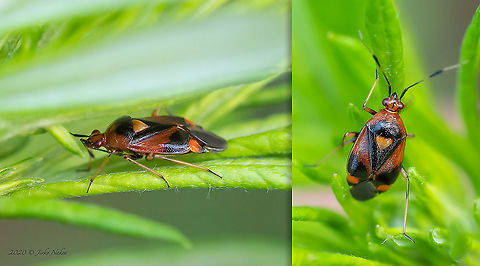 Mirid bug - Deraeocoris ruber  Animal,Animalia,Arthropoda,Bulgaria,Deraeocoris ruber,Europe,Geotagged,Hemiptera,Insect,Insecta,Miridae,Miroidea,Red Bug,Sofia,South park,Summer,Wildlife