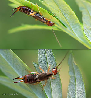 Common earwig - Forticula auricularia  Animal,Animalia,Arthropoda,Bulgaria,Common earwig,Dermaptera,Earwigs,Europe,European earwig,Forficula auricularia,Forticula auricularia,Forticulidae,Geotagged,Insect,Insecta,Sofia,South park,Summer,Wildlife