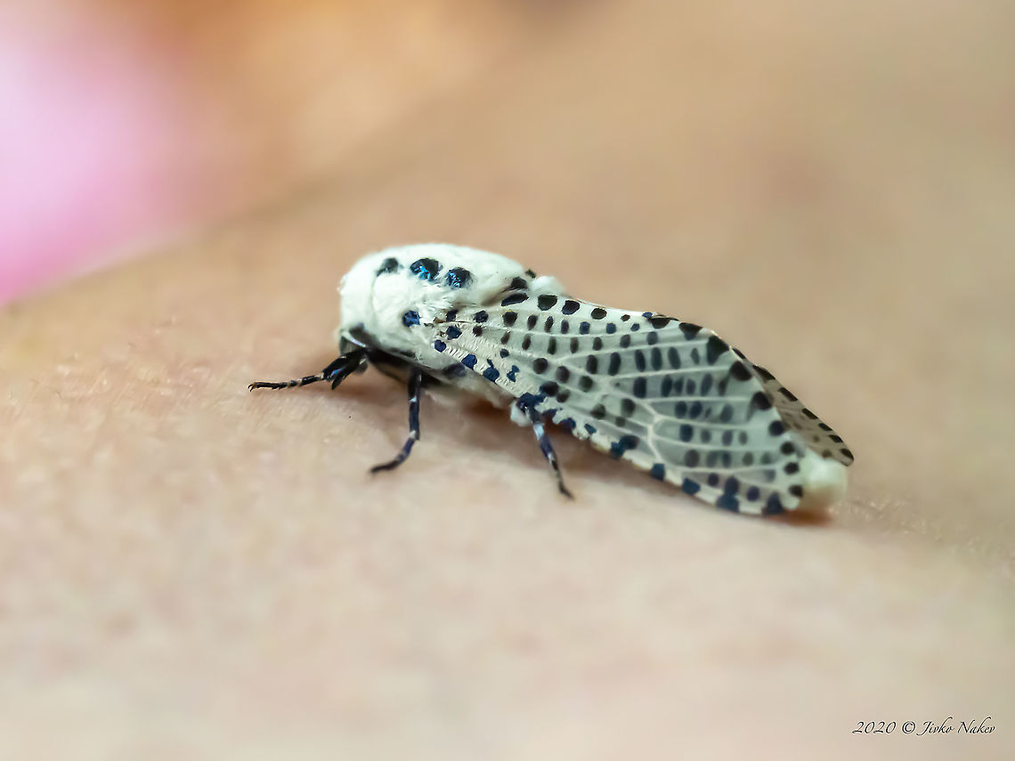 Leopard moth - Zeuzera pyrina The photo was taken in fluorescent lighting at ISO 4000. The moth landed on my hand and I could not choose a better shooting angle. Animal,Animalia,Arthropoda,Bulgaria,Cossidae,Europe,Geotagged,Insect,Insecta,Leopard Moth,Leopard moth,Lepidoptera,Selanovtsi,Summer,Vratza,Wildlife,Zeuzera pyrina
