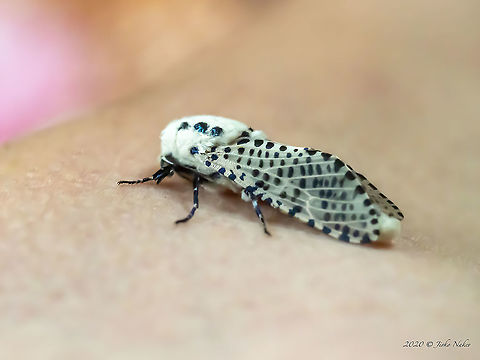 Leopard moth - Zeuzera pyrina The photo was taken in fluorescent lighting at ISO 4000. The moth landed on my hand and I could not choose a better shooting angle. Animal,Animalia,Arthropoda,Bulgaria,Cossidae,Europe,Geotagged,Insect,Insecta,Leopard Moth,Leopard moth,Lepidoptera,Selanovtsi,Summer,Vratza,Wildlife,Zeuzera pyrina