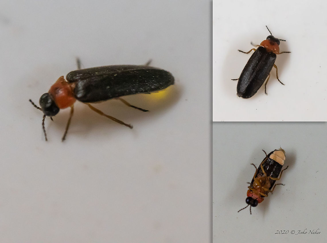 Luciola lusitanica I would like the photos to be better, but with artificial lighting, no flash and ISO around 3200, this is the best I could achieve.<br />
Male - true size of about 10-11 mm. Animal,Animalia,Arthropoda,Bulgaria,Coleoptera,Europe,Geotagged,Insect,Insecta,Lampyridae,Lampyris lusitanica,Luciola lusitanica,Selanovtsi,Summer,Vratza,Wildlife