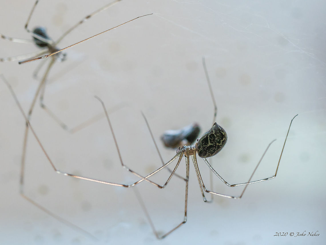 Marbled cellar spider - Holocnemus pluchei  Animal,Animalia,Arachnida,Araneae,Arthropoda,Bulgaria,Europe,Geotagged,Holocnemus pluchei,Marbled cellar spider,Pholcidae,Selanovtsi,Summer,Vratza,Wildlife